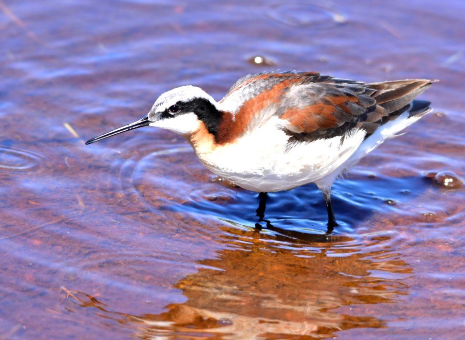 Wilson's phalarope at Seedskadee National Wildlife Refuge