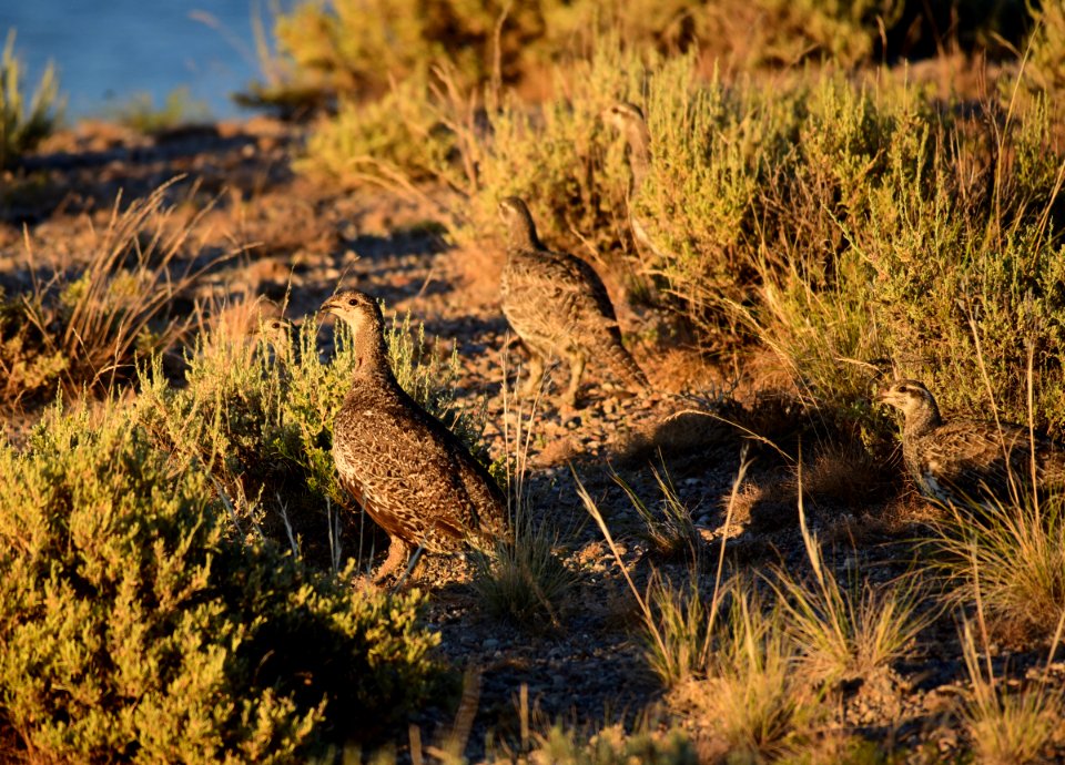 Greater sage-grouse at Seedskadee National Wildlife Refuge