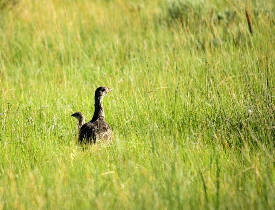 Greater sage-grouse at Arapaho National Wildlife Refuge