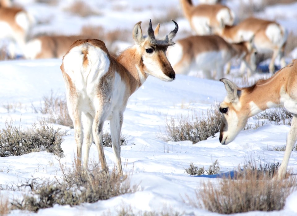 Pronghorn at Seedskadee National Wildlife Refuge