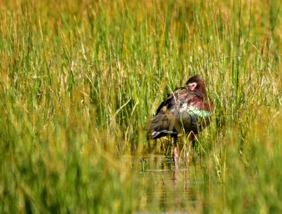 White-faced ibis at Seedskadee National Wildlife Refuge