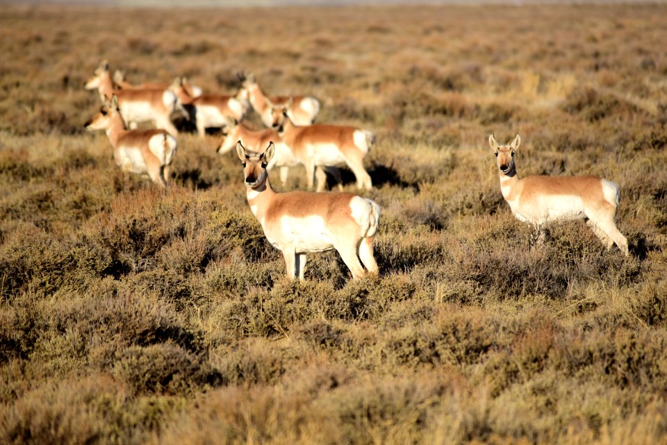Pronghorn at Seedskadee National Wildlife Refuge