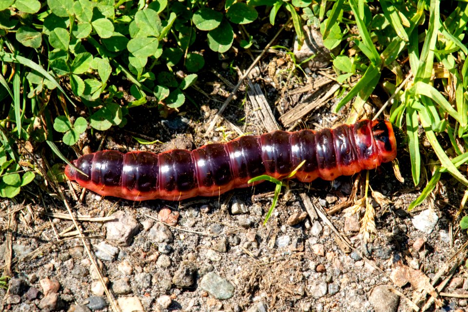 Løvtredreper (Cossus cossus)