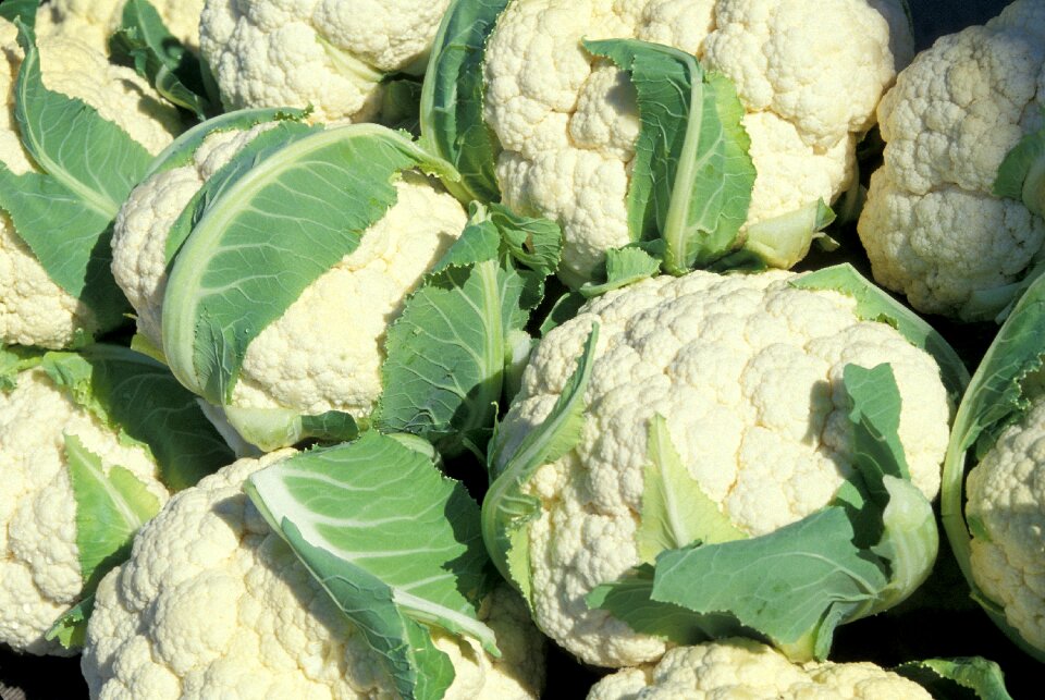 Ripe harvested white