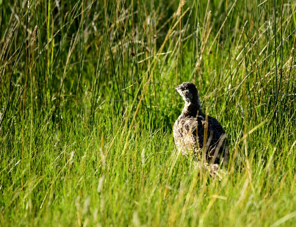 Greater sage-grouse at Arapaho National Wildlife Refuge
