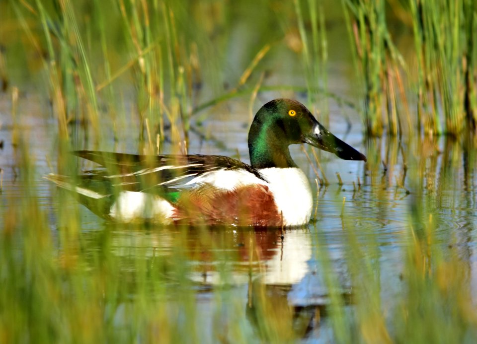Northern shoveler at Seedskadee National Wildlife Refuge