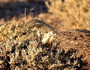 Greater sage-grouse at Seedskadee National Wildlife Refuge