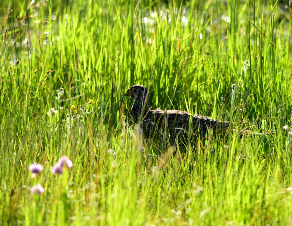 Greater sage-grouse at Arapaho National Wildlife Refuge