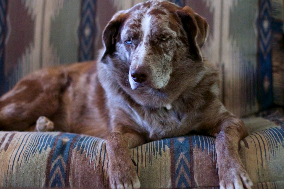 Oh Yes, Your Blog Post Idea is Fascinating. Can I have a bone now?