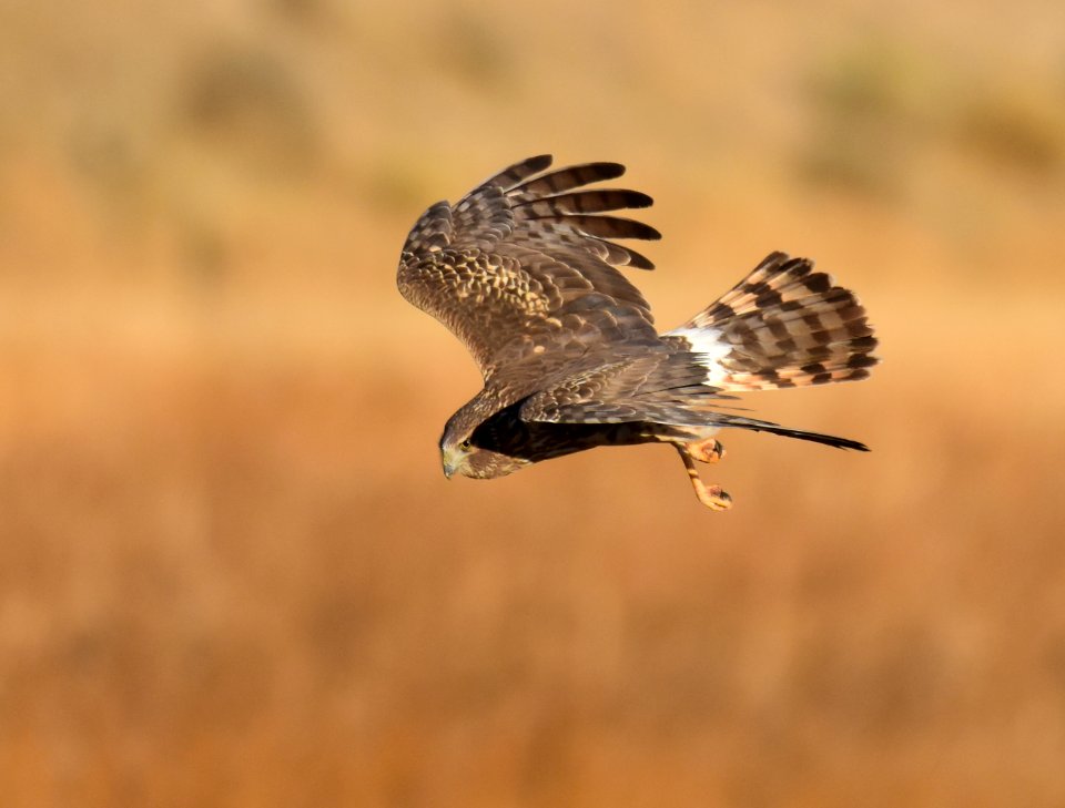 Northern harrier at Seedskadee National Wildlife Refuge