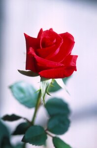 Love romance petals