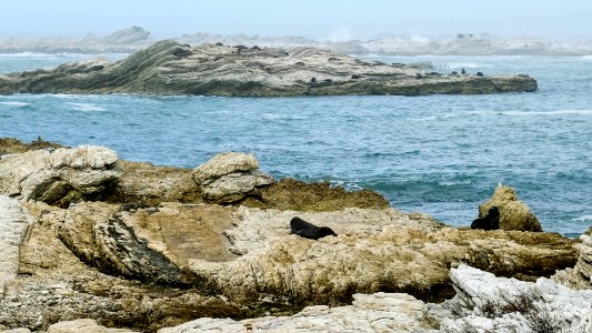 Ein Haufen Seehunde photo