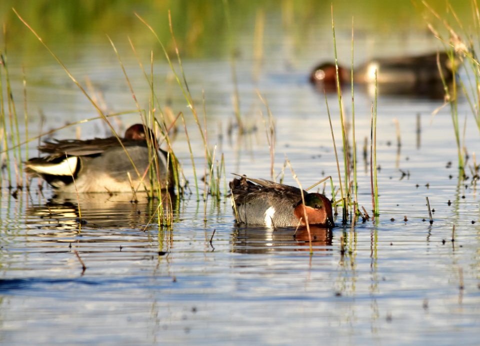 Green-winged teal at Seedskadee National Wildlife Refuge