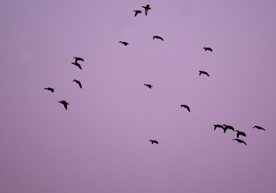 Twilight Mallards