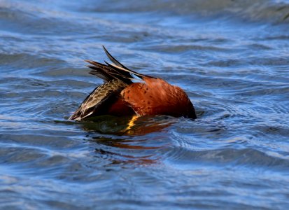 Cinnamon teal at Seedskadee National Wildlife Refuge