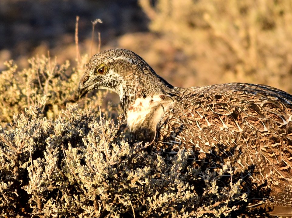 Greater sage-grouse at Seedskadee National Wildlife Refuge