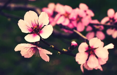 Nature spring color