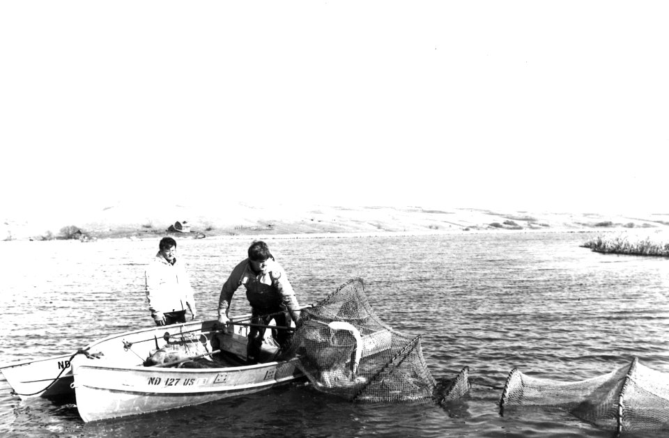 Removing pike from trap nets
