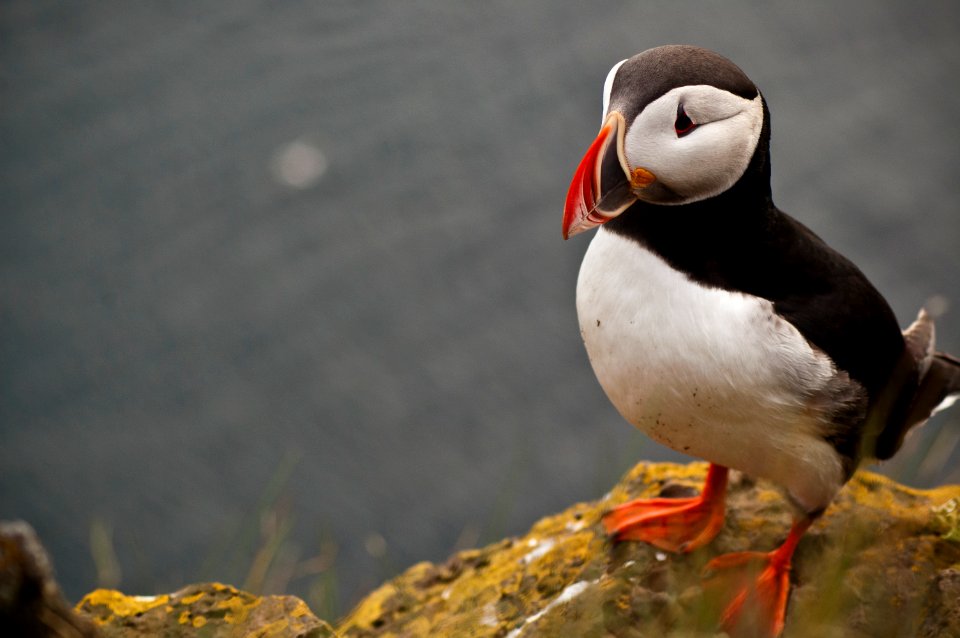 Puffin at Látrabjarg