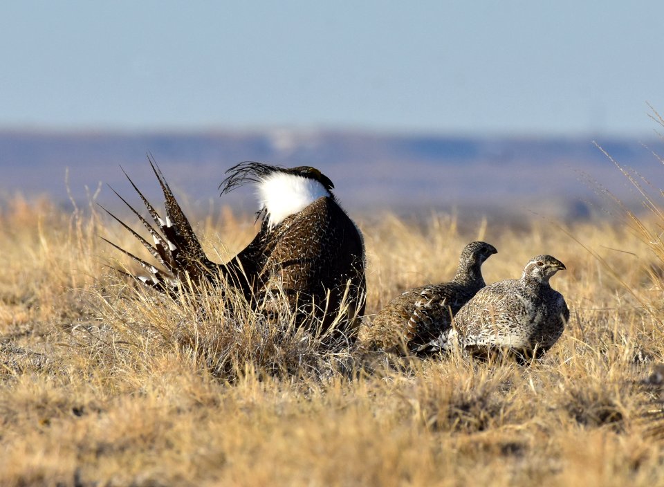 Greater sage-grouse near Seedskadee National Wildlife Refuge