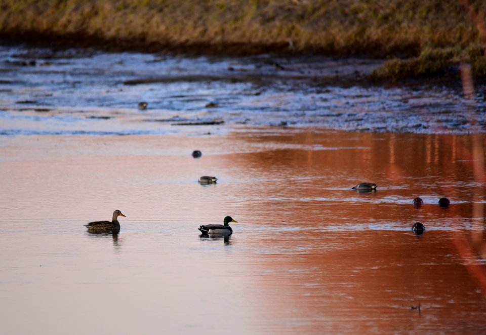 Mallard and green-winged teal at Seedskadee National Wildlife Refuge