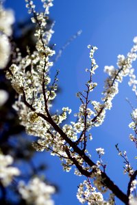 Crystalline Flowers photo