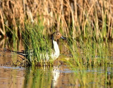 Northern pintail at Seedskadee National Wildlife Refuge