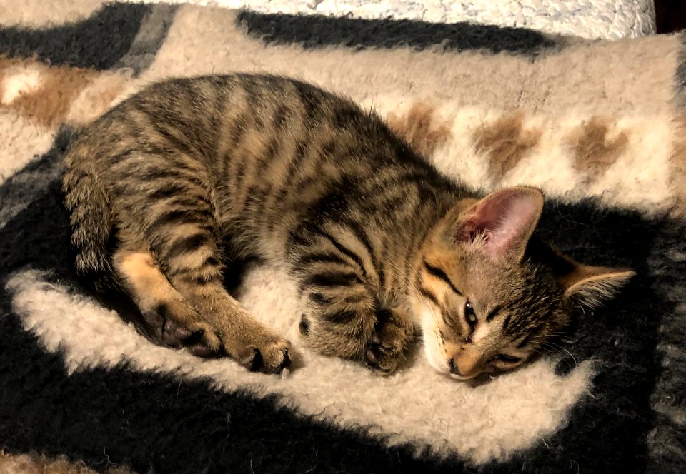 Being Cute is Tiring