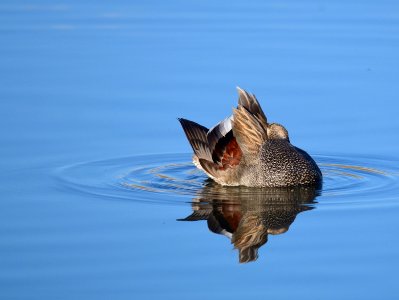 Gadwall on Seedskadee National Wildlife Refuge