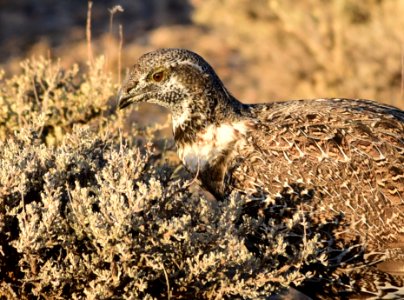Greater sage-grouse at Seedskadee National Wildlife Refuge