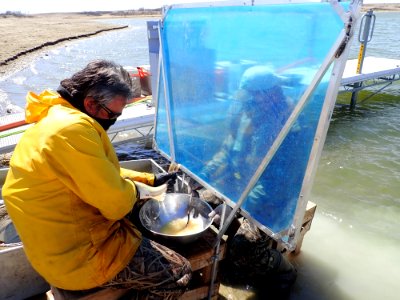 2020 Garrison Dam NFH Walleye Spawn photo