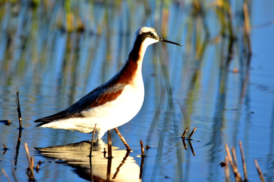Wilson's phalarope at Seedskadee National Wildlife Refuge
