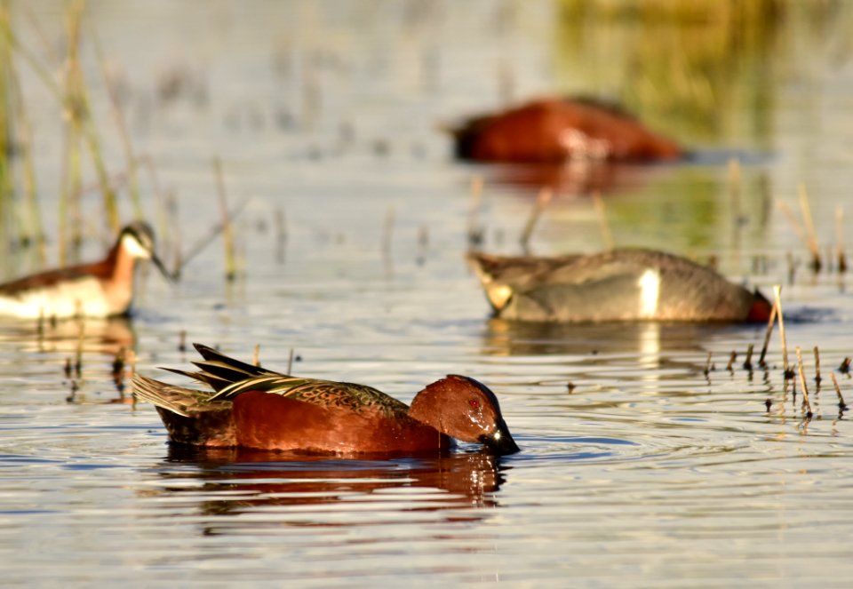 Green-winged teal at Seedskadee National Wildlife Refuge