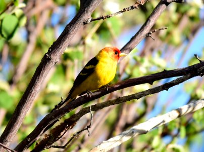 Western Tanager at Seedskadee National Wildlife Refuge photo