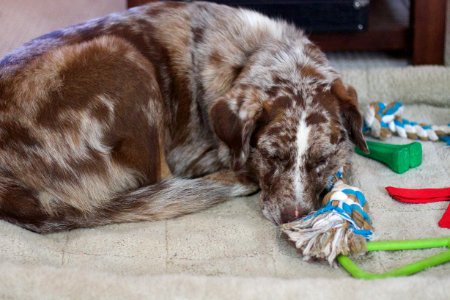 Snoozing With Toys photo
