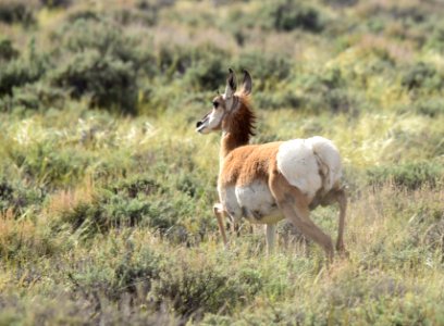 Pronghorn at Seedskadee National Wildlife Refuge