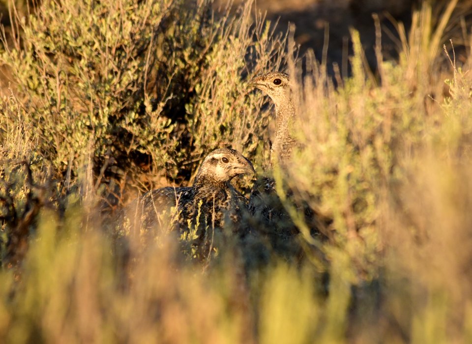 Greater sage-grouse at Seedskadee National Wildlife Refuge