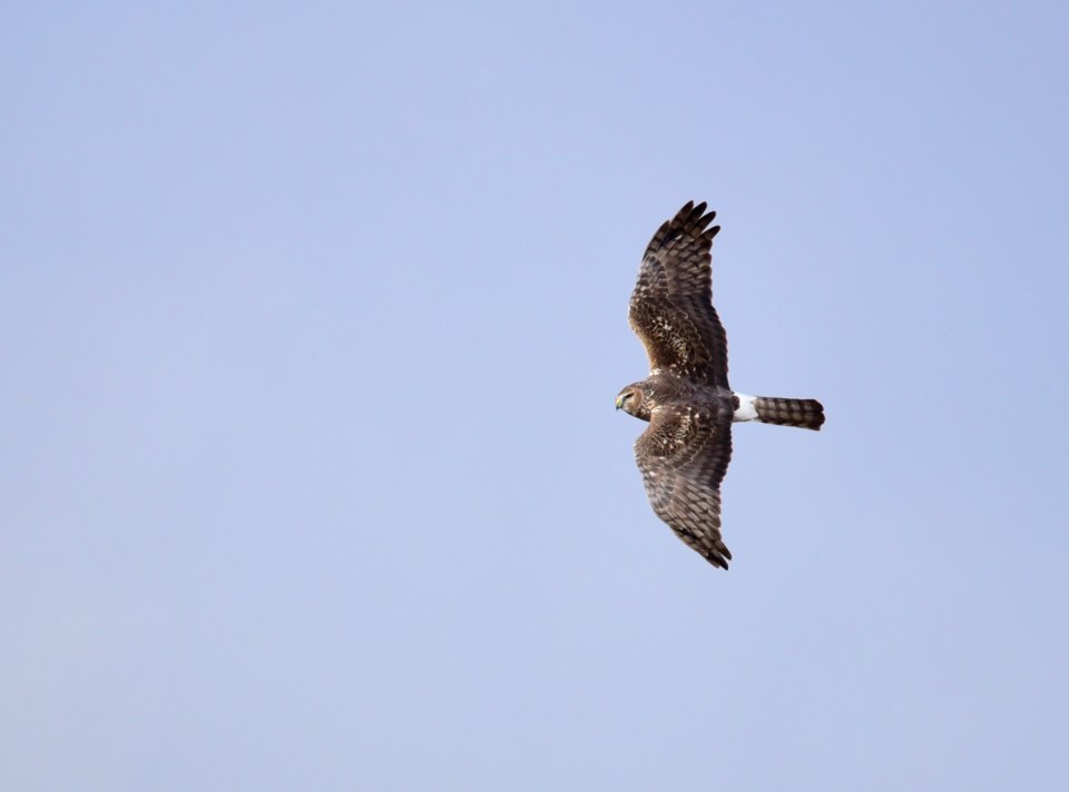 Northern harrier at Seedskadee National Wildlife Refuge