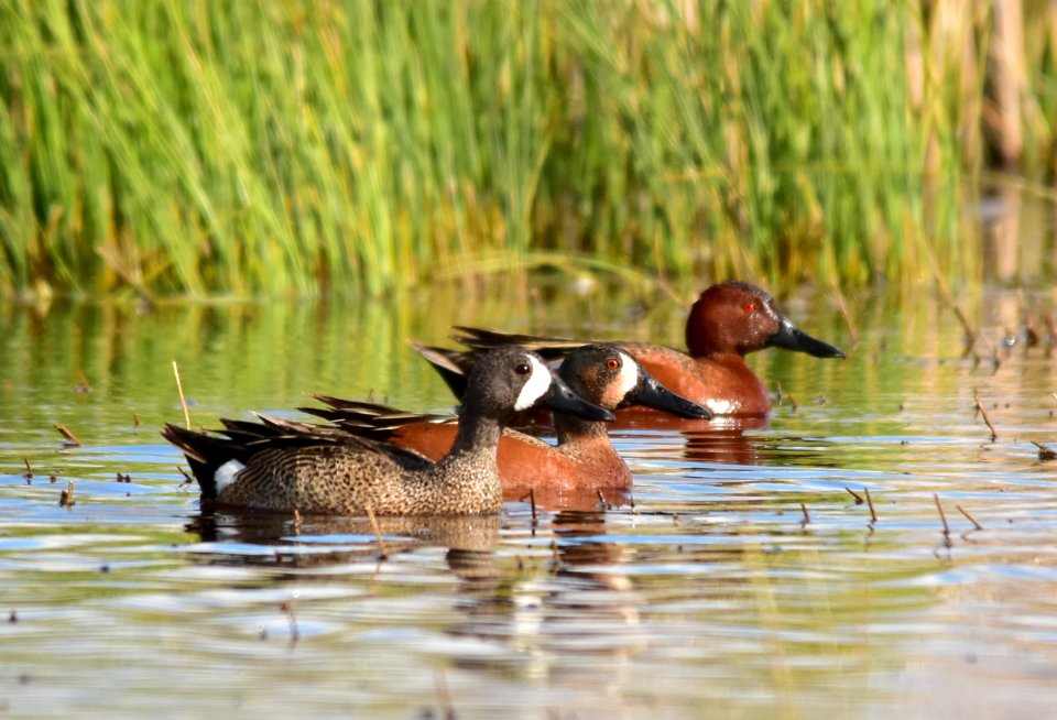 Cinnamon X blue-winged teal cross at Seedskadee National Wildlife Refuge