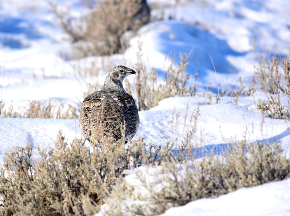 Greater sage-grouse on Seedskadee National Wildlife Refuge