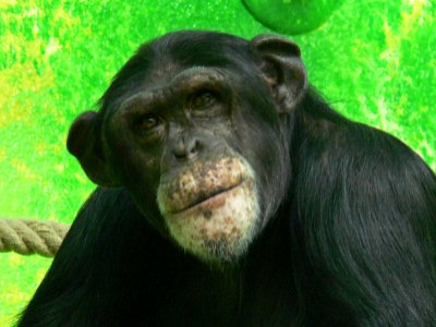 Antwerp Zoo - 29-03-2007