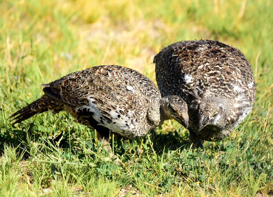 Greater sage-grouse at Seedskadee National Wildlife Refuge