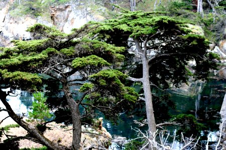 Classic Trees