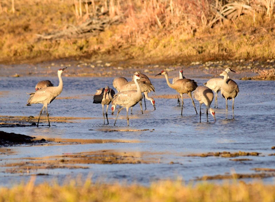 Sandhill cranes at Seedskadee National Wildlife Refuge