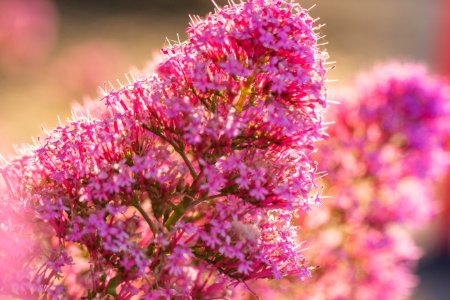 Little flowers photo