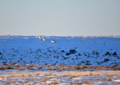 Pronghorn at Seedskadee National Wildlife Refuge