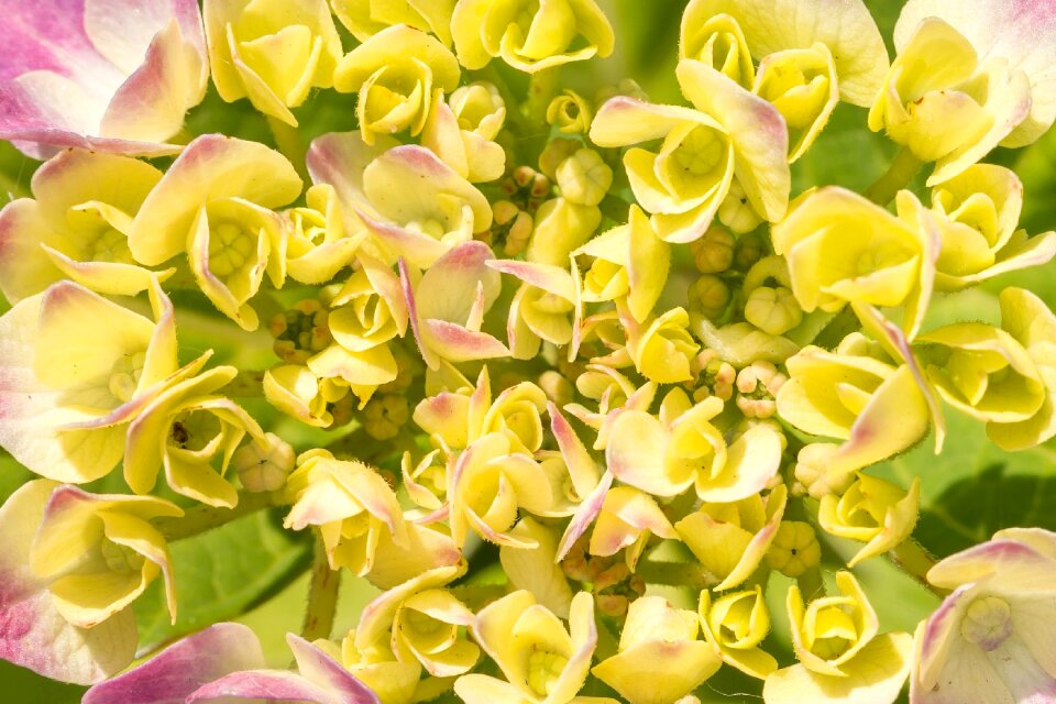Bud flower green