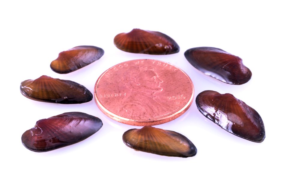 Juvenile Black Sandshell Mussels