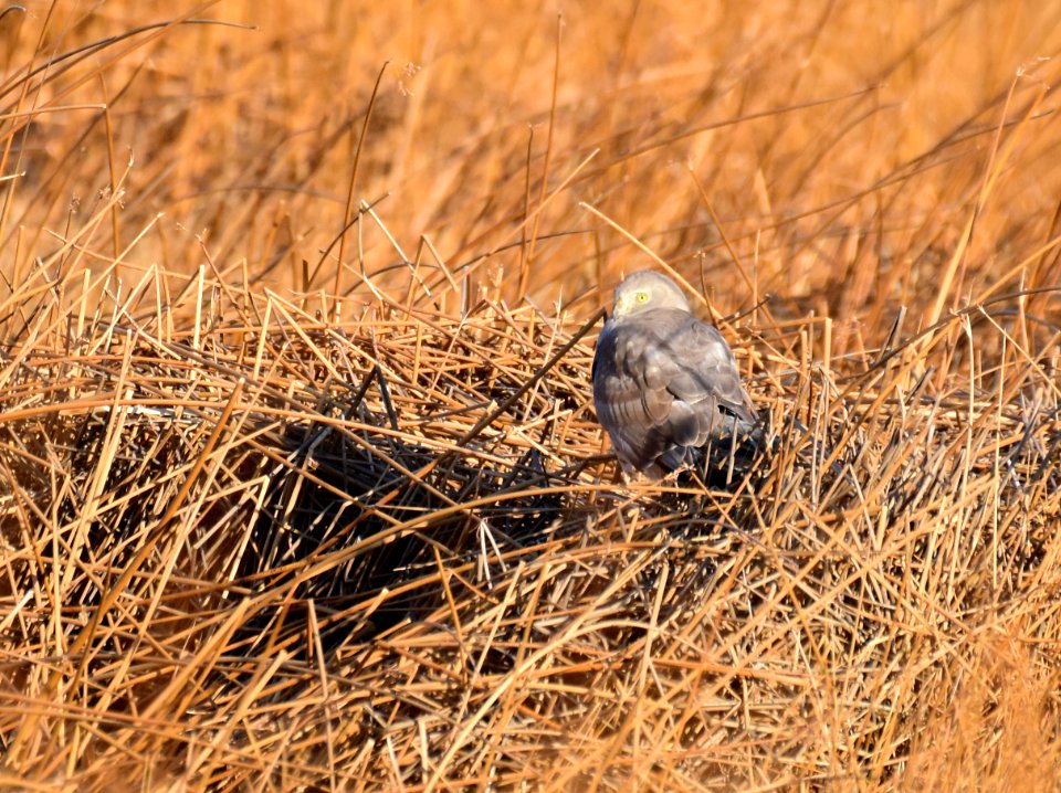 Northern harrier at Seedskadee National Wildlife Refuge