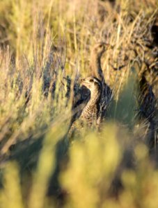 Greater sage-grouse at Seedskadee National Wildlife Refuge